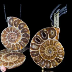 Ammonite Fossil Jewelry